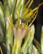 Ericameria nauseosa var. speciosa