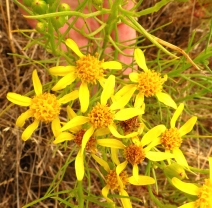Senecio blochmaniae