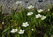 Parnassia palustris