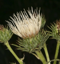 Cirsium cymosum