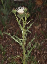 Cirsium cymosum