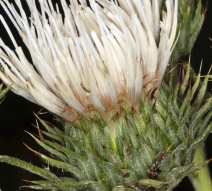 Cirsium cymosum