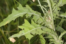 Cirsium douglasii var. breweri
