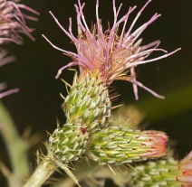 Cirsium douglasii var. breweri