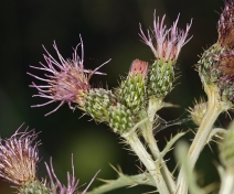 Cirsium douglasii var. breweri