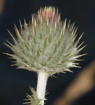Cirsium occidentale var. venustum