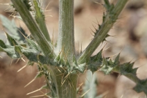 Cirsium occidentale var. venustum