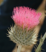 Cirsium occidentale var. venustum