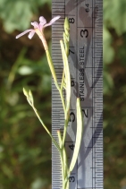 Epilobium brachycarpum