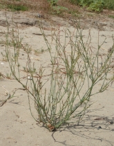 Polygonum argyrocoleon