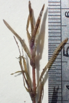 Najas guadalupensis