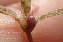 Najas guadalupensis