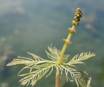 Myriophyllum spicatum