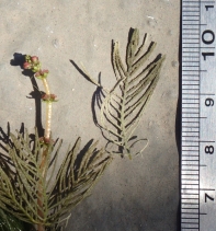 Myriophyllum spicatum