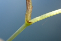 Ruppia maritima
