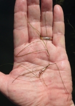 Ruppia maritima