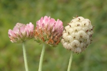 Trifolium fragiferum