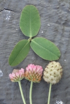 Trifolium fragiferum