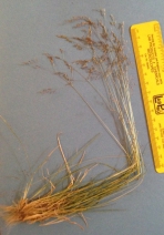 Agrostis idahoensis