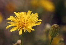 Crepis capillaris