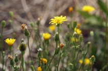 Crepis capillaris