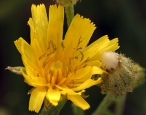 Crepis capillaris