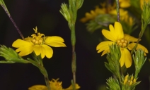 Deinandra fasciculata