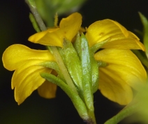 Deinandra fasciculata