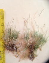 Muhlenbergia filiformis