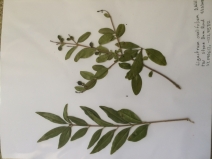 Ligustrum ovalifolium - Calflora