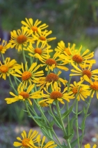 Hymenoxys hoopesii