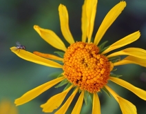 Hymenoxys hoopesii
