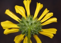 Encelia farinosa