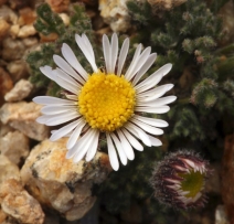Erigeron compositus