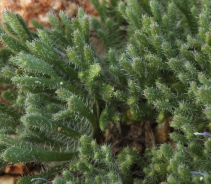 Erigeron compositus