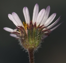 Erigeron compositus