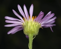 Erigeron foliosus