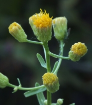 Erigeron inornatus