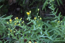 Erigeron inornatus