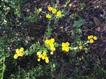 Eriophyllum latilobum