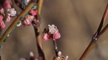 Eriogonum gracile