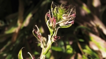 Lobelia cardinalis var. pseudosplendens