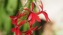 Lobelia cardinalis