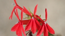 Lobelia cardinalis