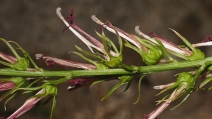 Lobelia cardinalis var. pseudosplendens