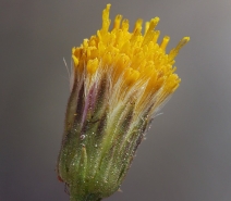 Erigeron petrophilus var. viscidulus