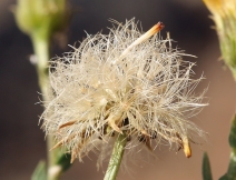 Erigeron petrophilus var. viscidulus