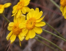 Eriophyllum lanatum var. achilleoides
