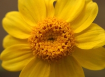 Eriophyllum lanatum var. achilleoides