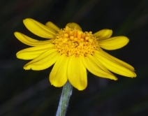 Eriophyllum lanatum